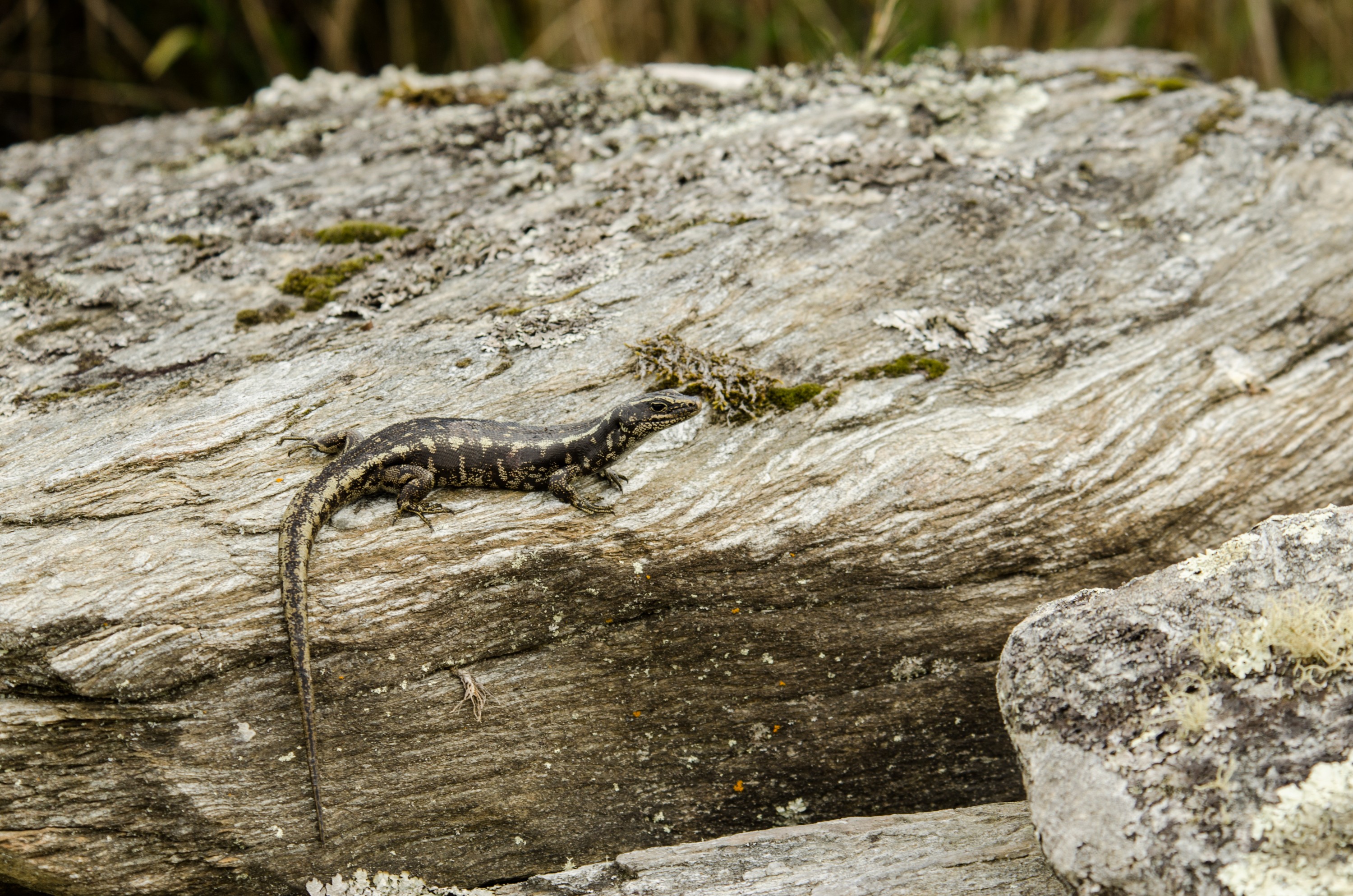 DSC_0724 – new, new zealand, zealand, nz, otago, otago may 16, crispin, Otago, skink, Oligosoma, otagense,